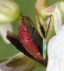 Hedychrum rutilans
